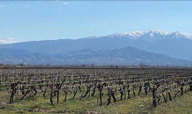 Enerji devi harekete geçmişti… Mahkemeden üzüm bağlarını kurtaran karar!