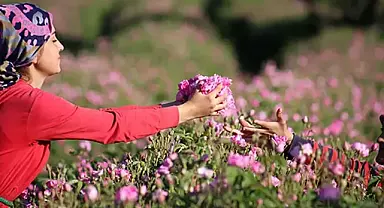 Gül üreticileri dikkat! GÜLBİRLİK duyurdu: Alım fiyatı 30 TL birden artırıldı, ödemeler gelecek hafta başlıyor