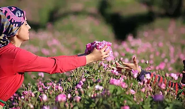 Gül üreticileri dikkat! GÜLBİRLİK duyurdu: Alım fiyatı 30 TL birden artırıldı, ödemeler gelecek hafta başlıyor