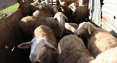 Küçükbaş Hayvan ve Yem Desteği başvuru süresi uzatıldı