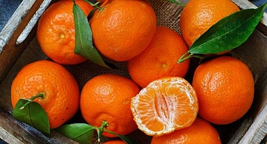 Satsuma mandalinanın ihracat yolculuğu 20 Ekim'de başlıyor