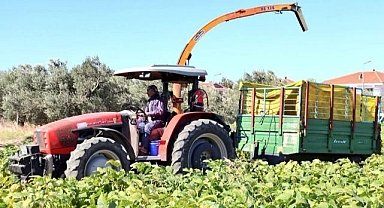 Yerli ve Milli çeşitler hayvancılığa da katkı sağlıyor