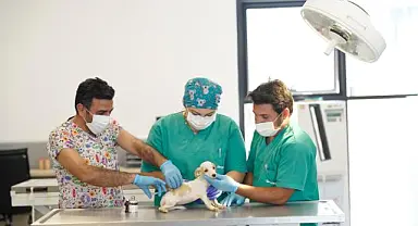 İlk kamu hayvan hastanesi İzmir’de açılıyor