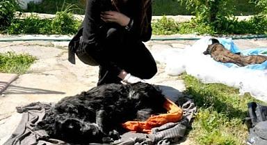 Sokak köpeklerini zehirlediler