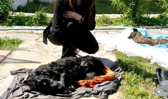 Sokak köpeklerini zehirlediler