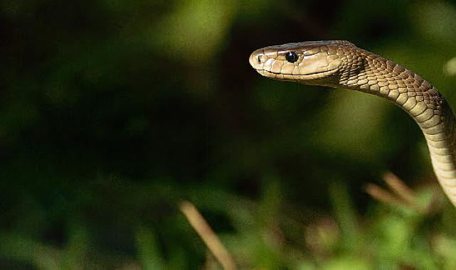 'Efsane Yılanlar Özel' 2 Mart Cumartesi 20.00'de National Geographic WILD Ekranlarında Başlıyor