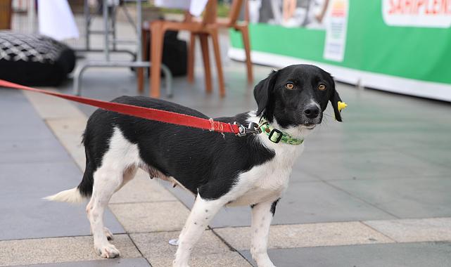 Patili Dostlar Yuva Bekliyor
