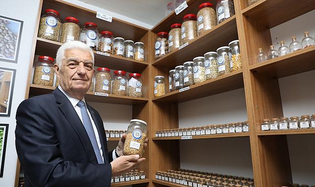 Büyükşehir 19 Milyon Yerel Tohum Dağıttı