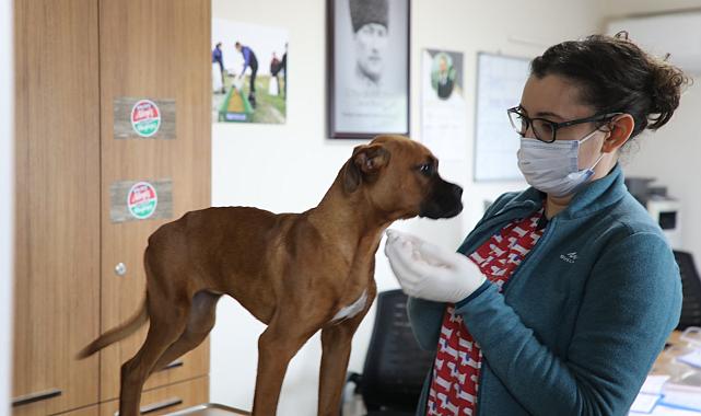 Büyükşehir 3 bin 174 Candostu Sahiplendirdi