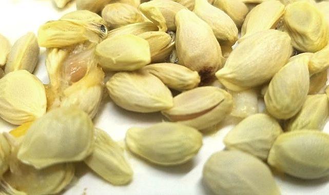 Çekirdeklerini 10 dakika kaynatıp için! Geçmeyen ağrıyı bile dindiriyor