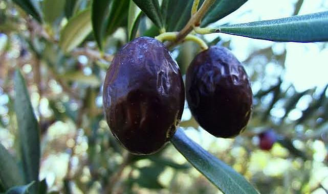 KARABURUN’DA  ‘FURMA’ RESMEN MARKA İKİ AYA ‘KOPANİSTİ’ YOLDA!