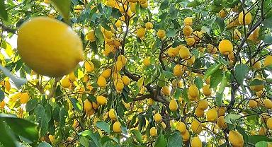 Üreticiyle market arasında makas uçtu! Fiyat farkında lider limon
