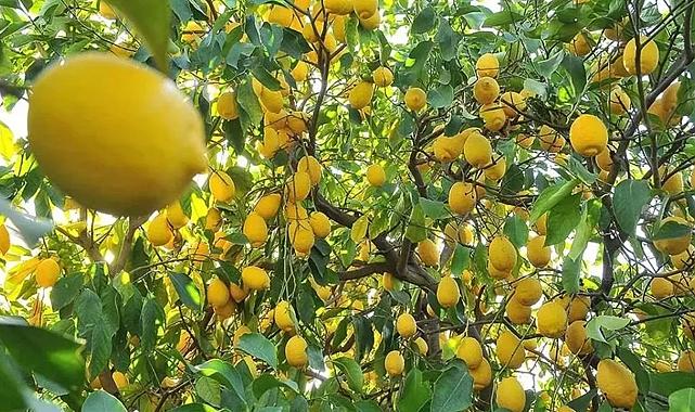 Üreticiyle market arasında makas uçtu! Fiyat farkında lider limon