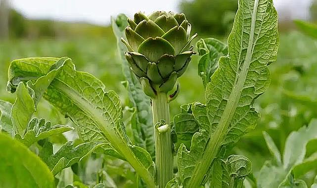 3-4-5 Mayıs'ta düzenlenecek: Urla Enginar Festivali etkinlik programı açıklandı