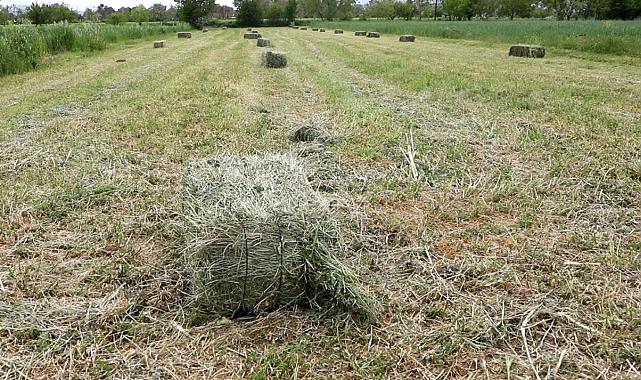 Büyükşehir, Kaba Yem Üretiminde Yılın İlk Hasadını Yaptı, Üreticilere Dağıttı