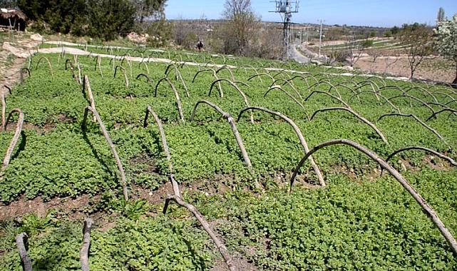 Kekikte Dünya ihtiyacını Denizli karşılıyor