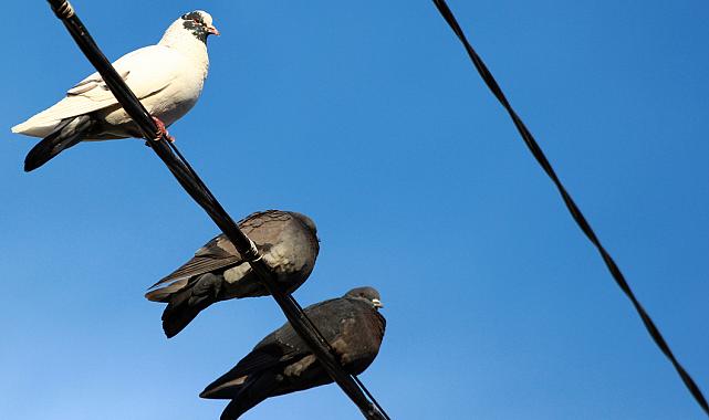 Kuşlar Yüksek Gerilim Hatlarına Konduğunda Neden Elektrik Çarpmaz? İşte Bilimin Verdiği Şaşırtıcı Cevap!