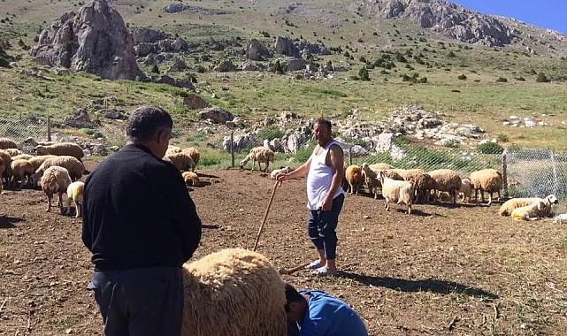 Mesaide müdür, tatilde çoban