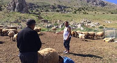 Mesaide müdür, tatilde çoban