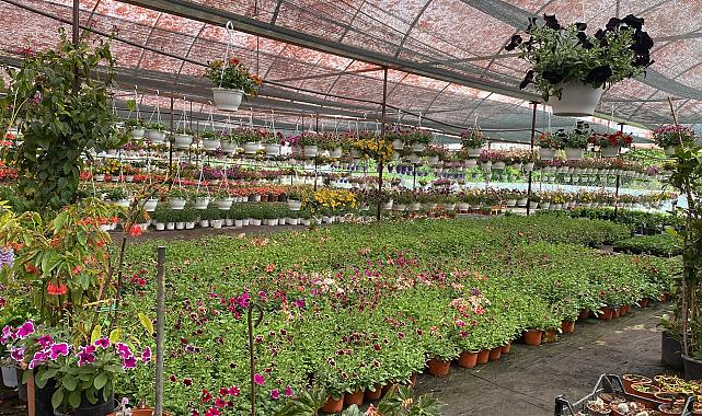 Yaz Sezonu Çiçek Üretimi Başladı