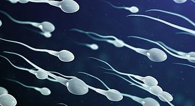 İnsan ve köpek testislerinde tespit edildi: Sperm sayısını etkiliyor