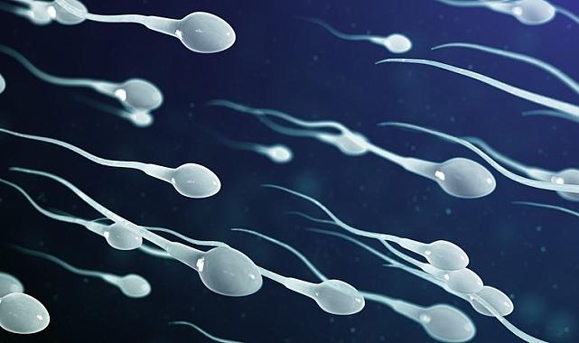 İnsan ve köpek testislerinde tespit edildi: Sperm sayısını etkiliyor