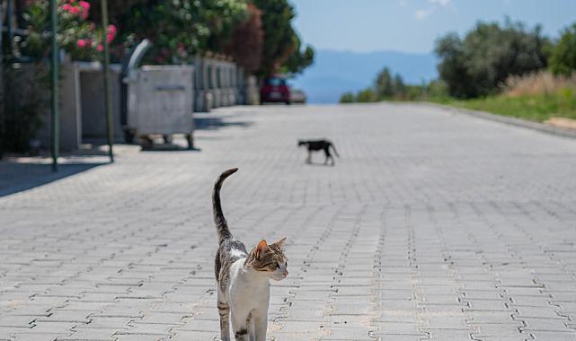 KUŞADASI’NIN DENİZE ÇIKAN YOLLARI YENİLENİYOR