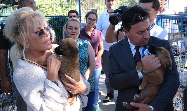 Büyükşehir 3202 Can Dostu Yeni Yuvalarına Kavuşturdu