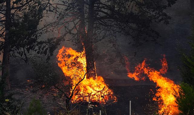İzmir&#039;in Beş İlçesinde Orman Yangınları: Tahliyeler ve Mücadele Devam Ediyor