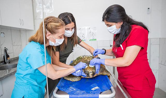 Körfez’deki yaralı Caretta caretta kurtarıldı