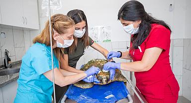 Körfez’deki yaralı Caretta caretta kurtarıldı
