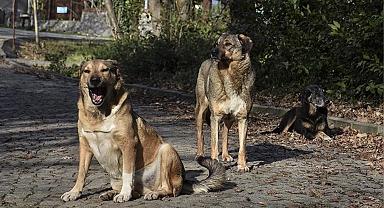 17 maddelik teklif TBMM Başkanlığı'na sunuldu! Sahipsiz saldırgan köpekler uyutulacak