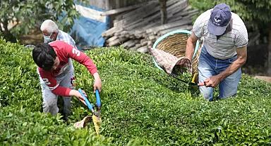 50,30,25 derken şimdi de 20'ye düştü! ÇAYKUR'dan yeni kontenjan kararı!