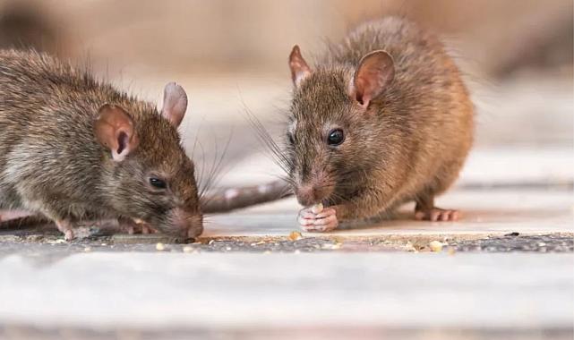 ABD&#039;de bu yıl dört kişi, fareler tarafından yayılan ve tedavisi olmayan hantavirüs enfeksiyonu nedeniyle hayatını kaybetti