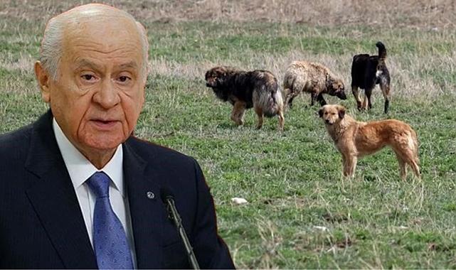 Bahçeli: Köpeklere karşı uygulanacak her türlü yanlışın karşısında dururuz, kimse merak etmesin