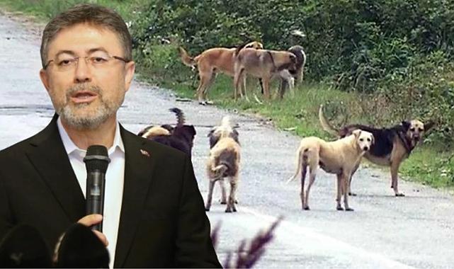 Bakan Yumaklı: Başıboş sokak köpekleri düzenlemesine uymayan belediyelere 2 yıla kadar hapis var