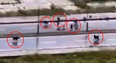 Başıboş köpeklerin saldırısına uğrayan adamı, yoldan geçen otomobil kurtardı