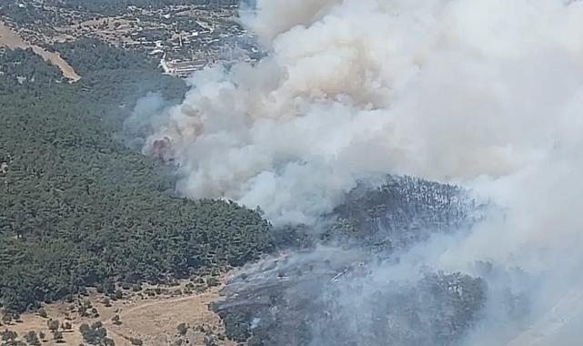 "Bornova'da Orman Yangını: Sabuncubeli Tüneli Trafiği Etkiledi"
