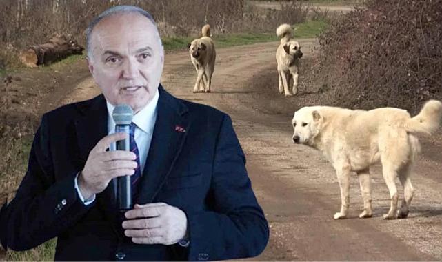 Düzce Belediye Başkanı Özlü'den başıboş köpek düzenlemesine tepki: Bu yasa uygulanabilir değil