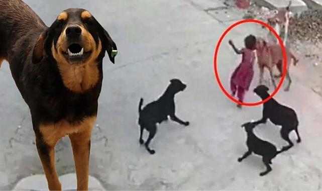 Düzenlemeden yeni detaylar! Köpek toplamayan belediye başkanına üç yıla kadar hapis