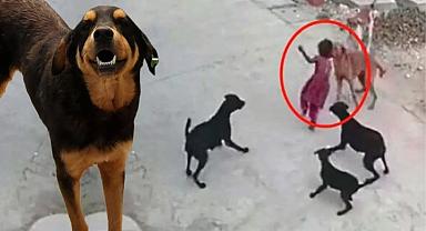 Düzenlemeden yeni detaylar! Köpek toplamayan belediye başkanına üç yıla kadar hapis