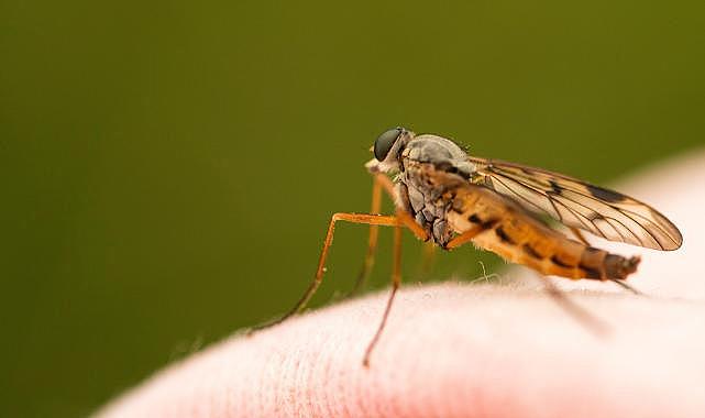 Eczacı Ezgi Nevçehan’dan Yazın Kabusu Sinekleri Uzak Tutmanın Formülü