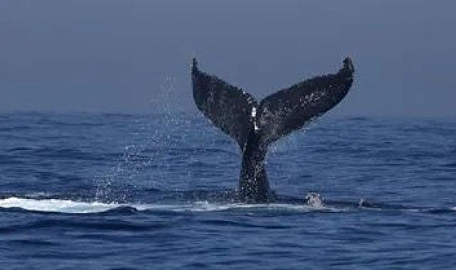 Gagalı Balina Sahile Vurdu