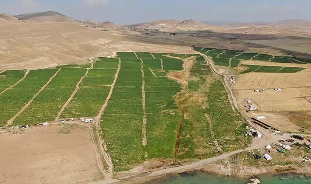 &quot;Gelin 8 TL&#039;ye alın&quot; dediklerinde hemen akın ettiler! Yurt dışından bile talep var, &quot;Pahalı alacaklarına...&quot;