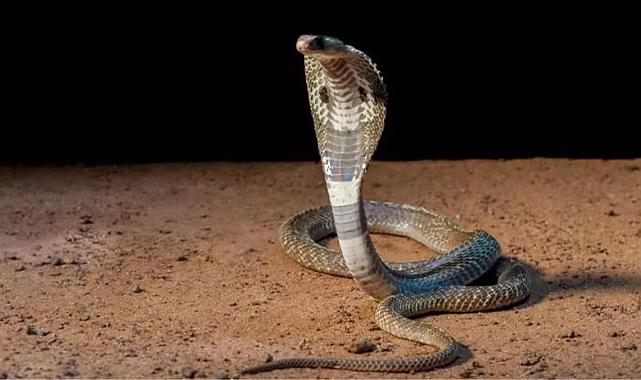 Hindistan&#039;da bir işçi, uyuduğu sırada kendisine saldıran yılanı ısırarak öldürdü