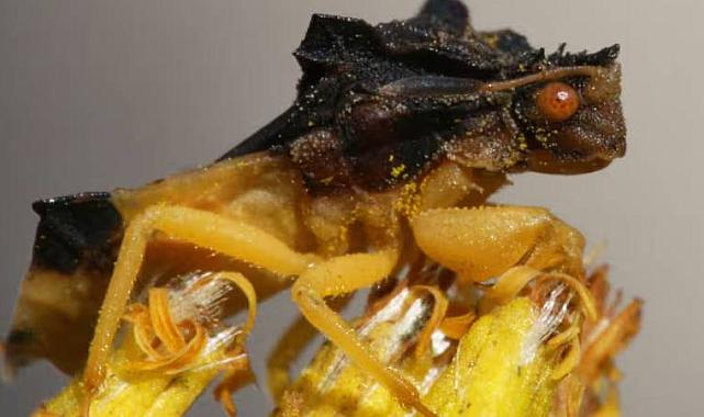 İklim krizi böceklerin rengini ve cinsel yaşamlarını etkiliyor