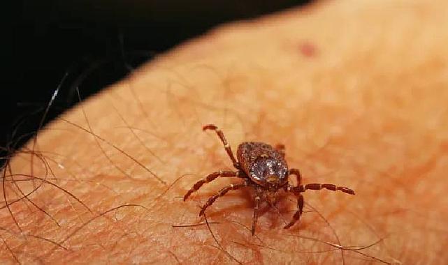 İspanya&#039;da Kırım Kongo Kanamalı Ateşi vakası