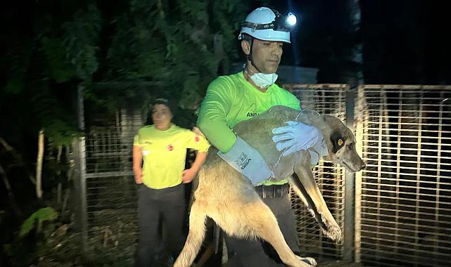 İzmir'de yangından etkilenen can dostlara ekipler kucak açtı