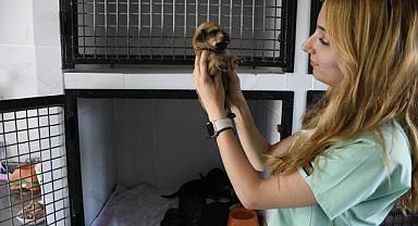 Kuşadası Belediyesi’nin Orman Yangınından Kurtardığı Can Dostlar Her Geçen Gün İyileşiyor