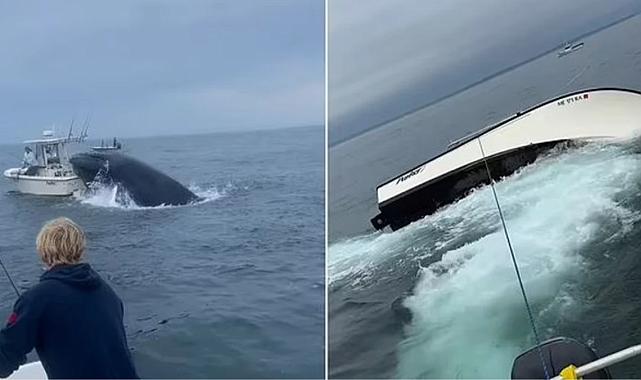 New Hampshire kıyılarında korkunç an: Öfkeli balina, içinde denizciler bulunan tekneyi alabora etti
